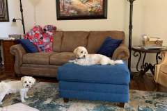 Brown sofa with blue ottoman and two dogs in client living room
